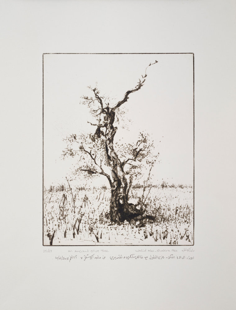 An Ancient Olive Tree